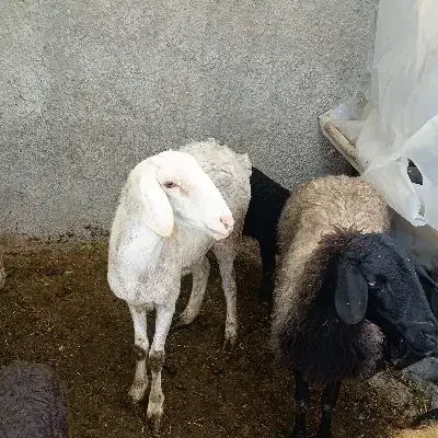 یک راس شیشک میش چینی|حیوانات مزرعه|جوادآباد, |دیوار