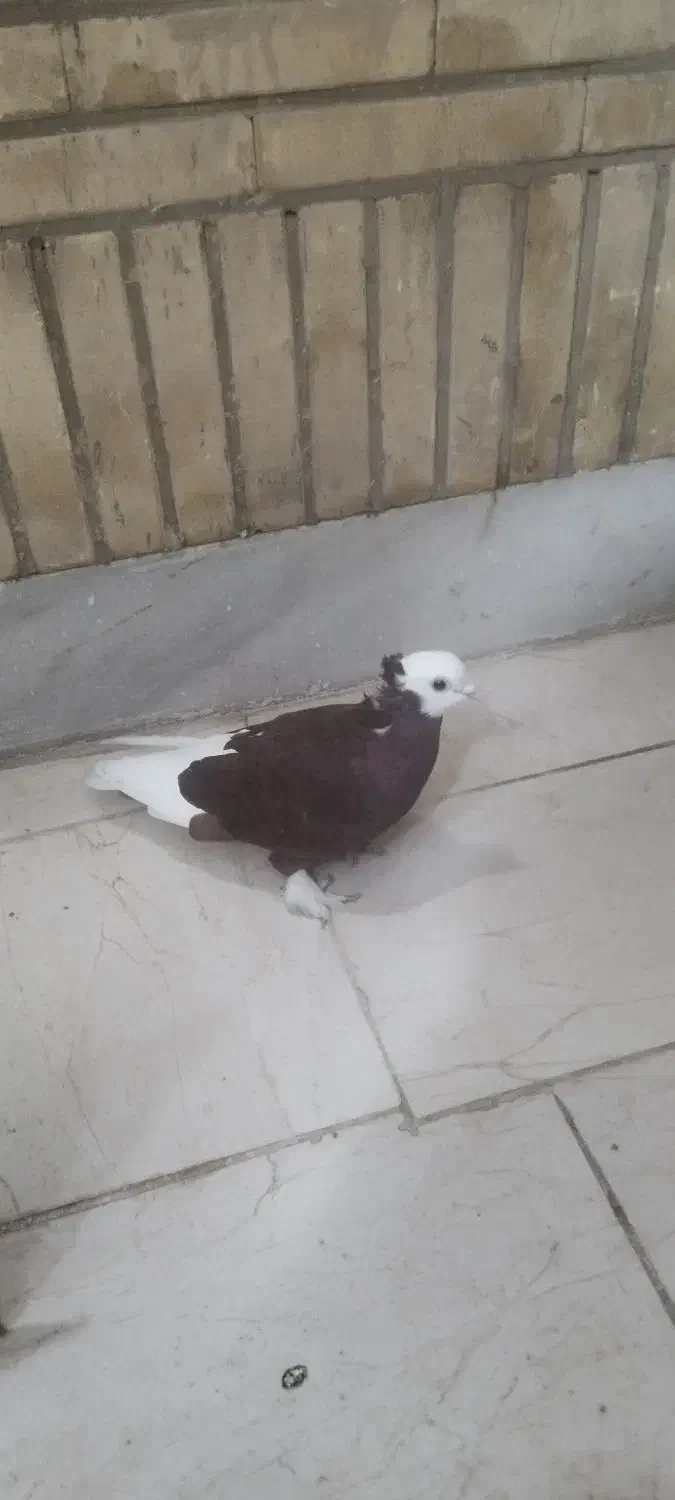 کبوتر رنگی|پرنده|شوشتر, |دیوار