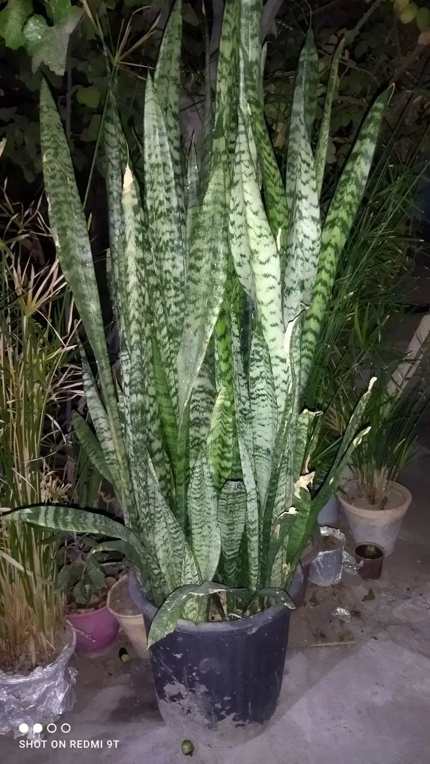 دوعددگلدان نخل مرداب و سانسوریا|گل و گیاه طبیعی|تربتحیدریه, کاشانی|دیوار