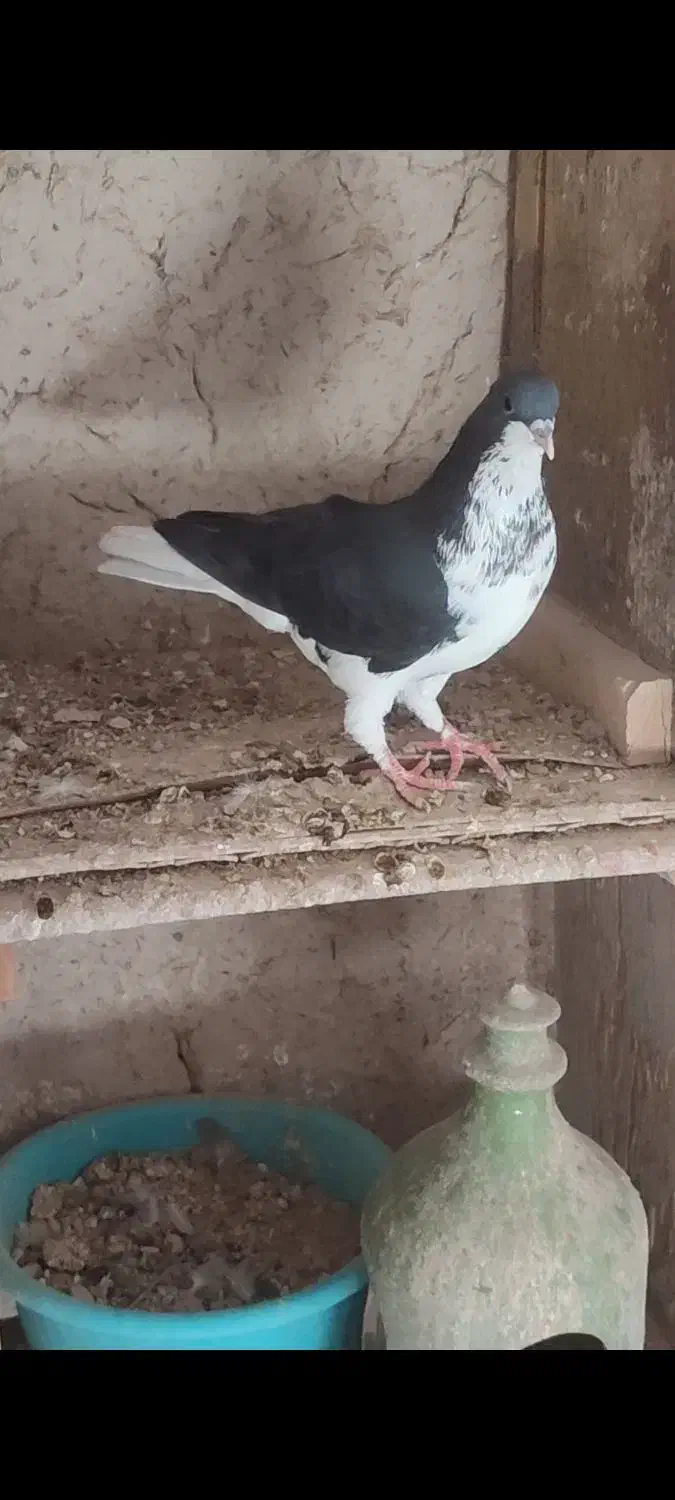 شهری خوشرنگ گل سرخ|پرنده|لامرد, |دیوار