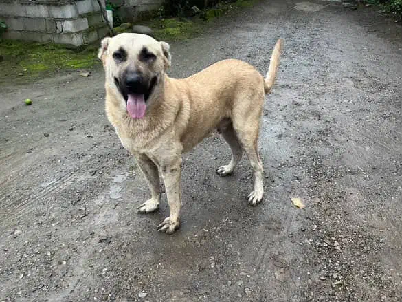 سگ سرابی|سگ|تالش, هشتپر|دیوار