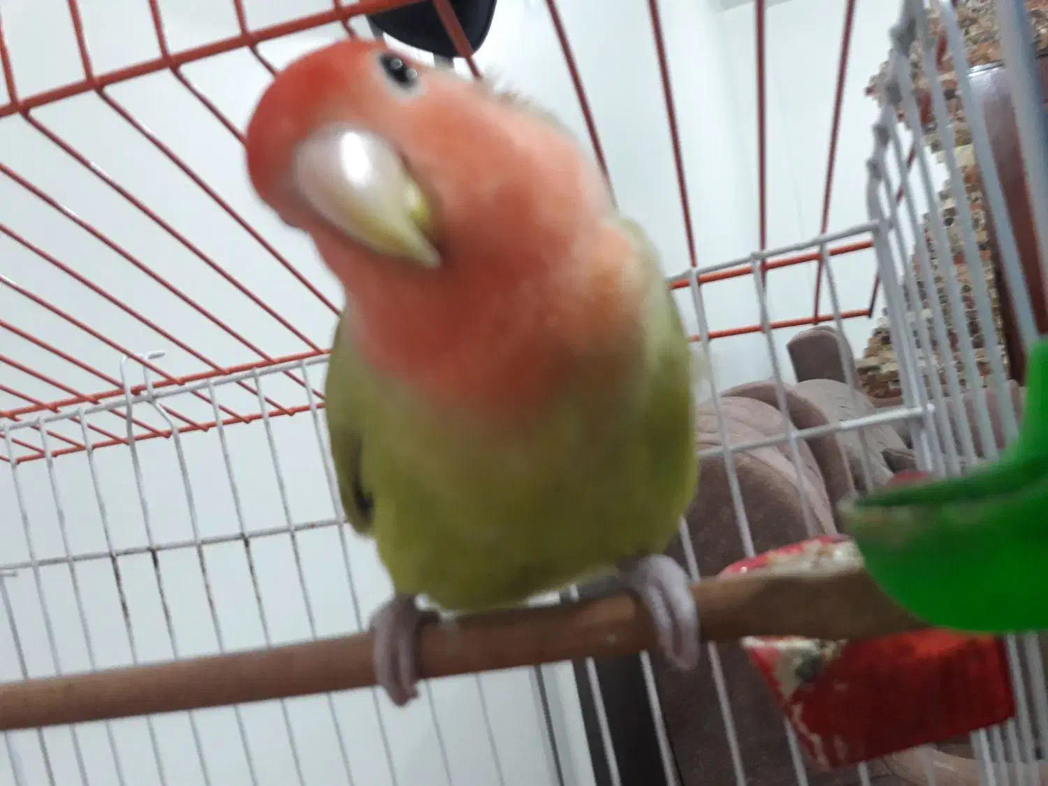 یک جفت طوطی برزیلی مولد|پرنده|قائم‌شهر, |دیوار