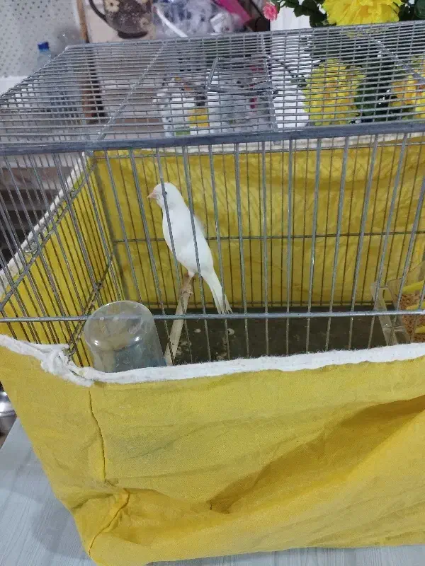 نر .|مواد شوینده و دستمال کاغذی|سرپل ذهاب, |دیوار