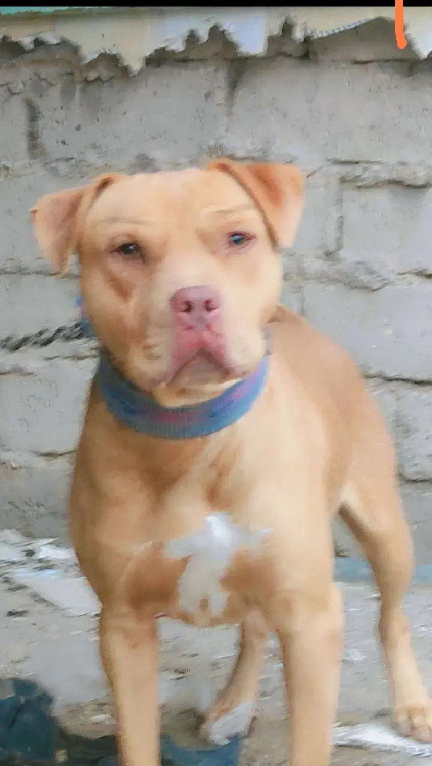 این سگ گم شده هرکی خبری ازش بده مژدگانی خوبی میدم|سگ|زابل, |دیوار