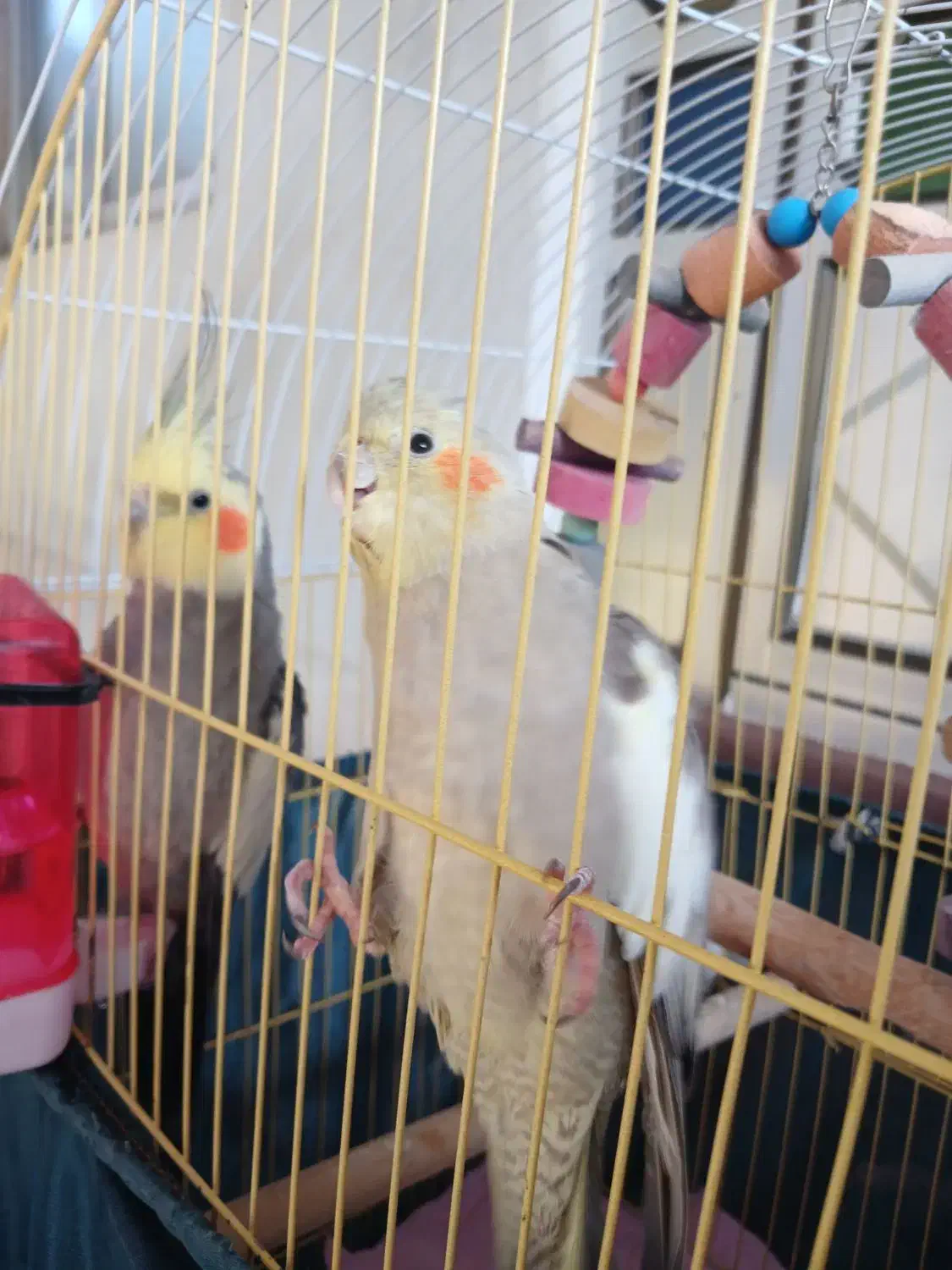 فروش طوطی عروس هلندی نر و ماده|پرنده|آستانه اشرفیه, |دیوار