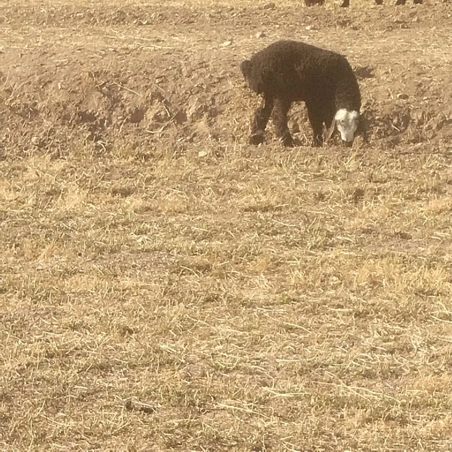 میش زاییده واوستن|حیوانات مزرعه|شیروان (خراسان), |دیوار