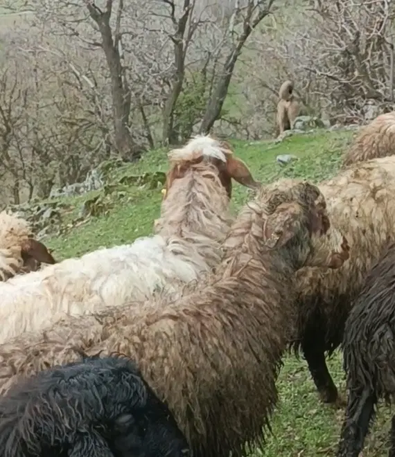 سگ گله|سگ|مریوان, |دیوار