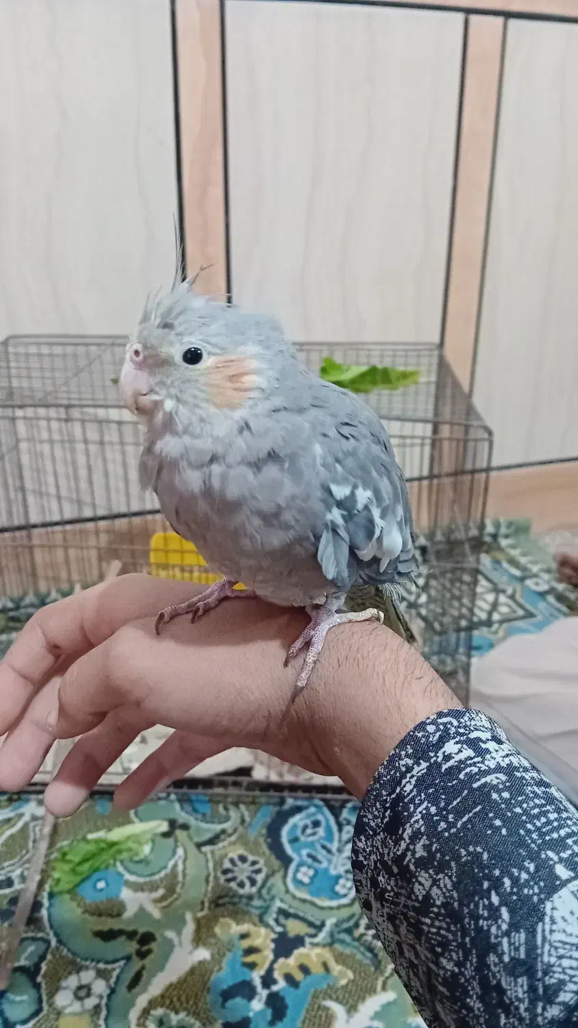 عروس هلندی اماده دستی کردن|پرنده|رامشیر, |دیوار