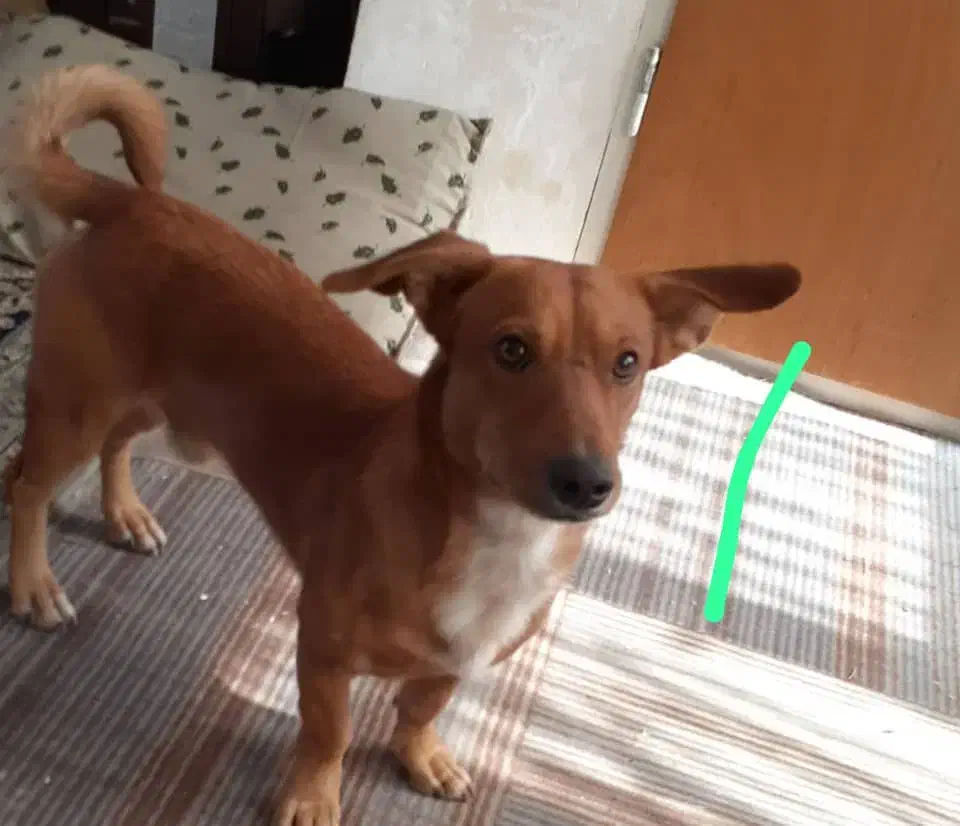 واگذاری طوله پاکوتاه فروش|سگ|سبزوار, غرب نیروگاه|دیوار