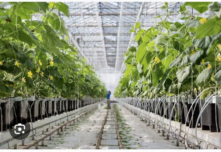 زمین گلخانه|فروش زمین و ملک کلنگی|ری, امین آباد|دیوار