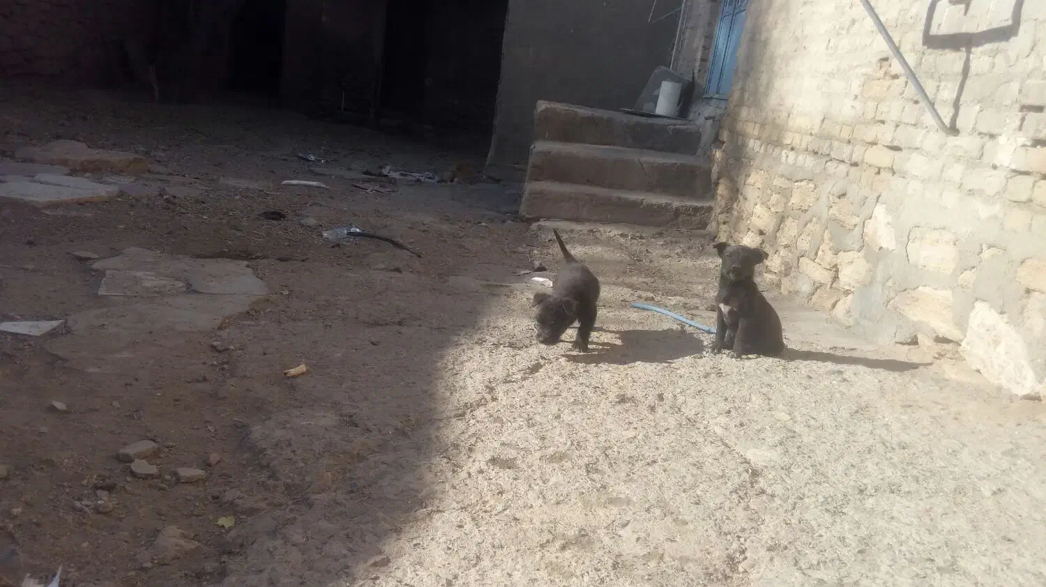 توله فیندو|سگ|قروه, |دیوار