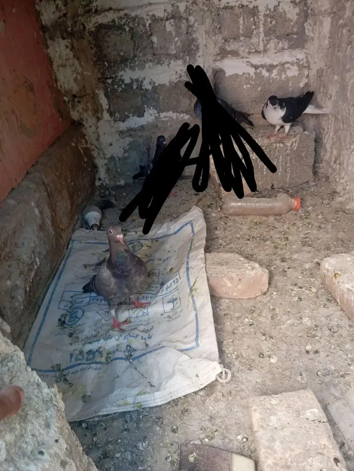 کفتر|پرنده|شیروان (خراسان), |دیوار