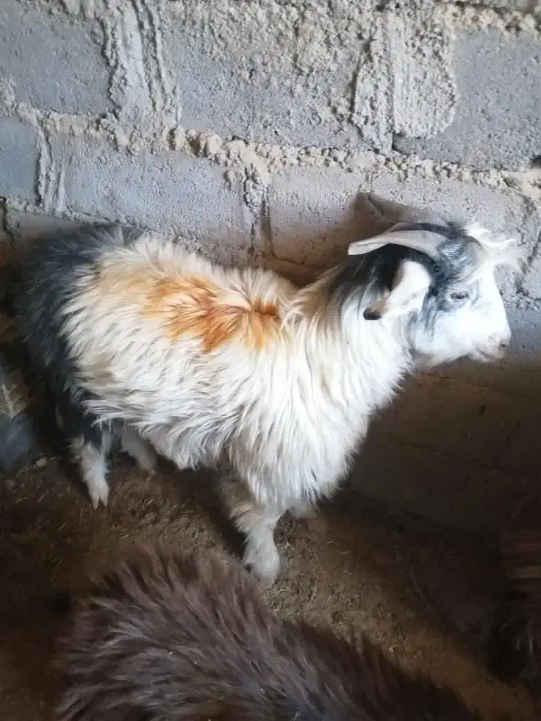 چپش|حیوانات مزرعه|بم, |دیوار