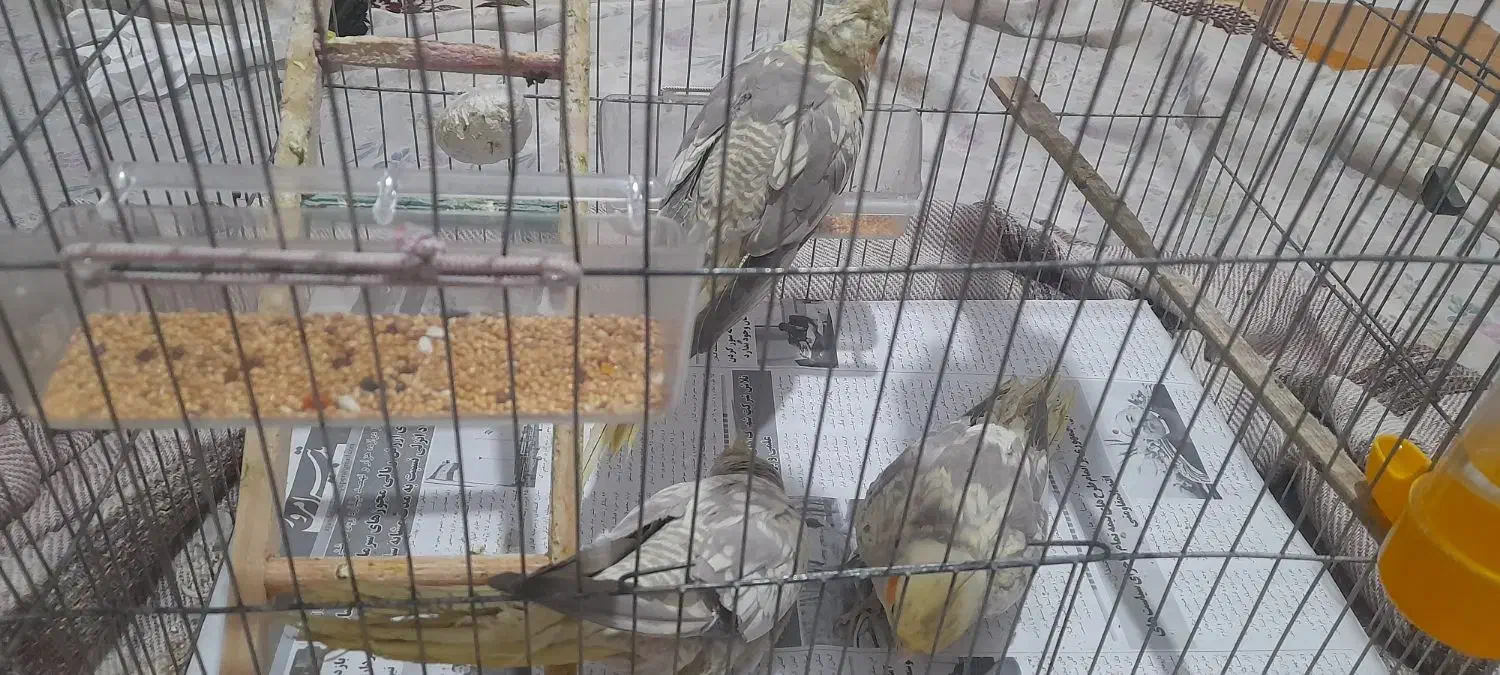 عروس هلندی|پرنده|رشت, بیجارپس|دیوار