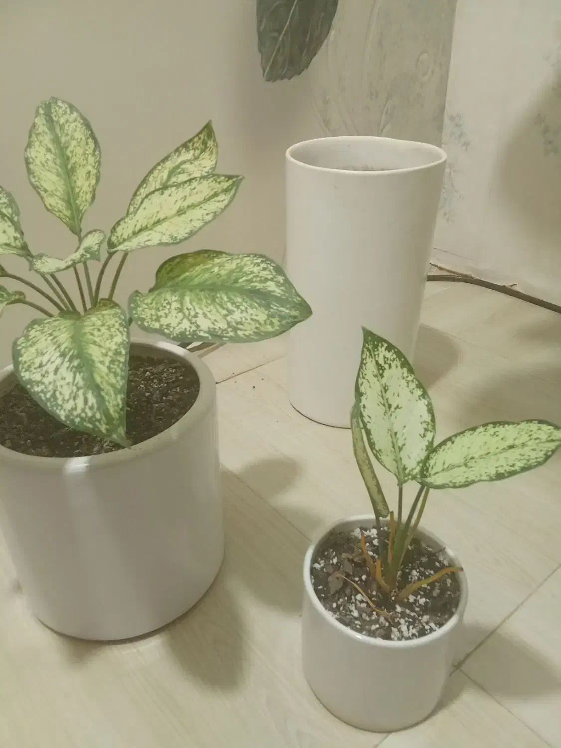 گل آپارتمانی|گل و گیاه طبیعی|گنبد کاووس, |دیوار