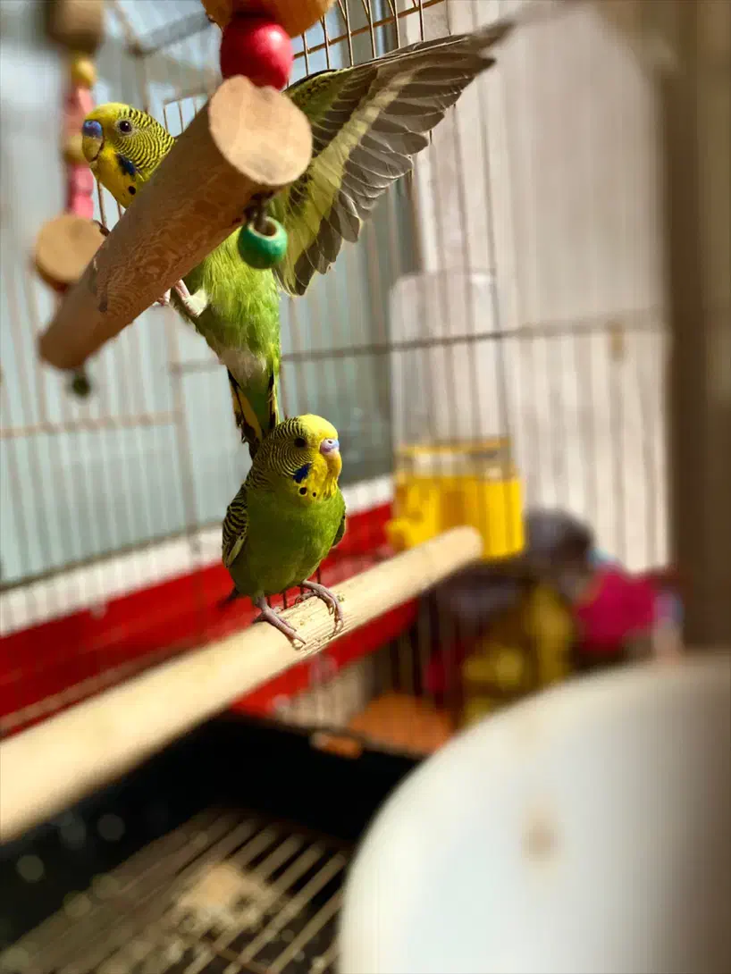 مرغ عشق|پرنده|اردبیل, |دیوار