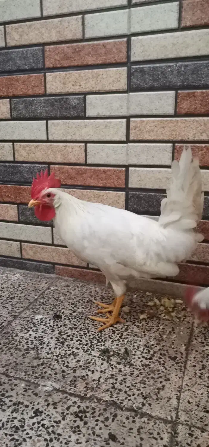 دوعددخروس|حیوانات مزرعه|قم, ولیعصر|دیوار