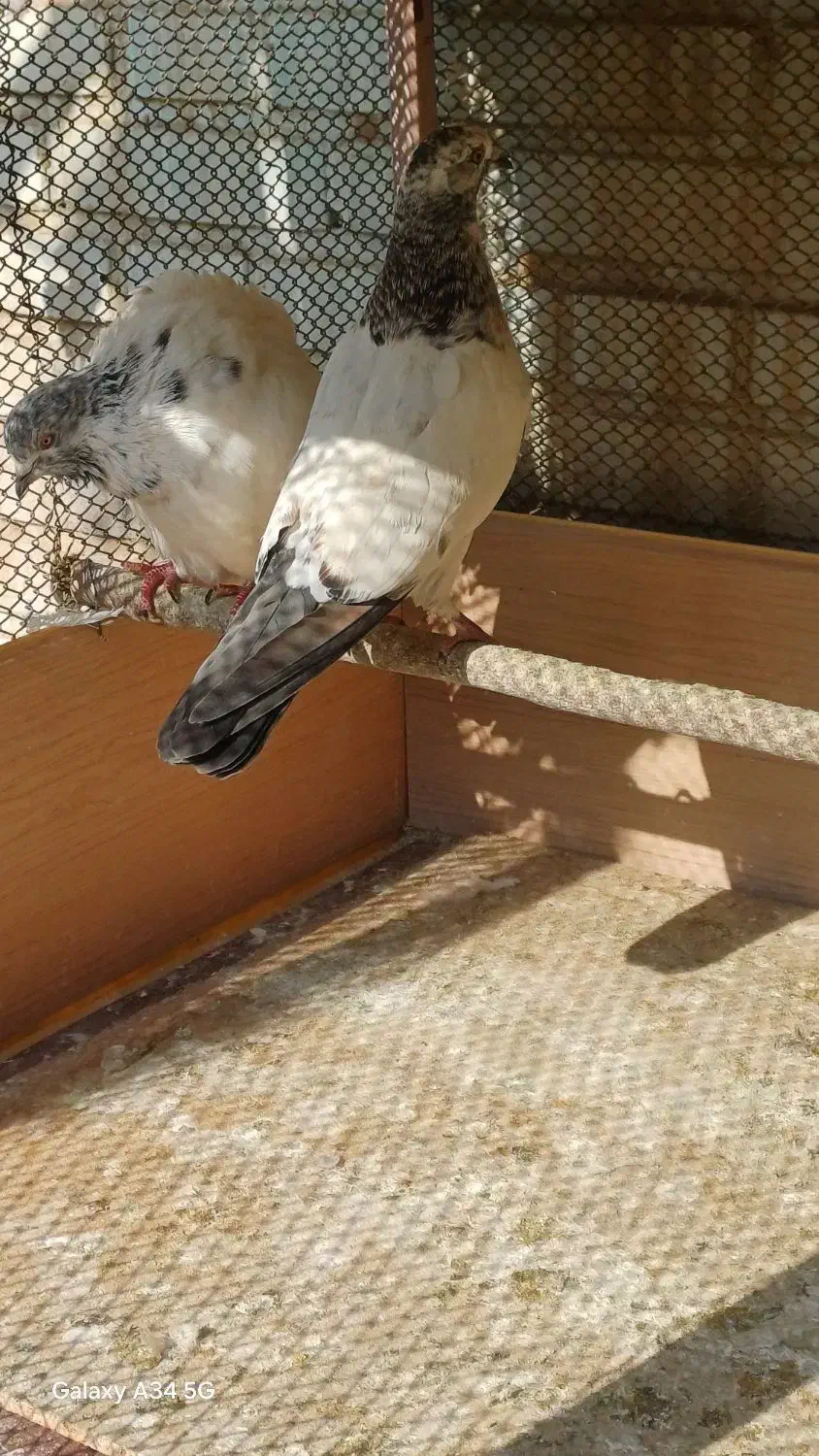 کفتر فروشی|پرنده|قرچک, مهدیه|دیوار