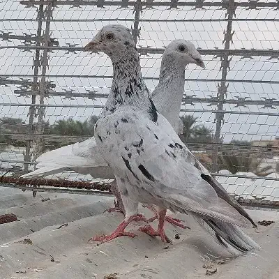 دورگ|پرنده|خرمشهر, |دیوار