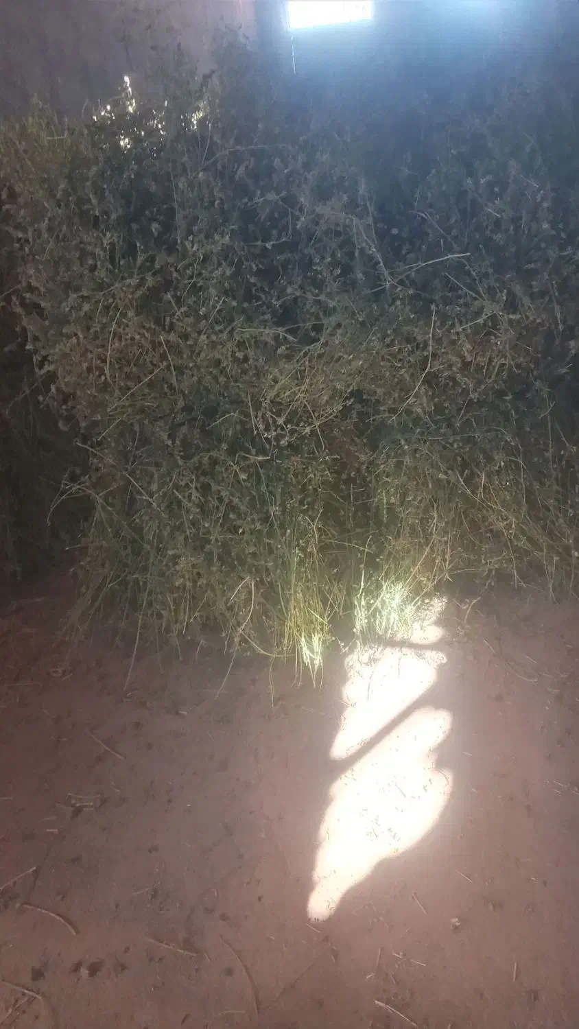 یونجه چیدن دومی خالص گول|عمده‌فروشی|خواجه, |دیوار