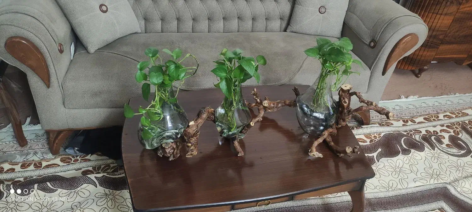 گلدان دکوری|گل و گیاه طبیعی|مشهد, شهرک مطهری|دیوار