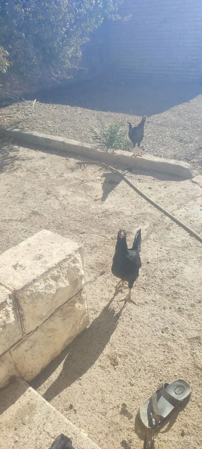 فروش مرغ و خروس لاری|حیوانات مزرعه|شیروان (خراسان), |دیوار