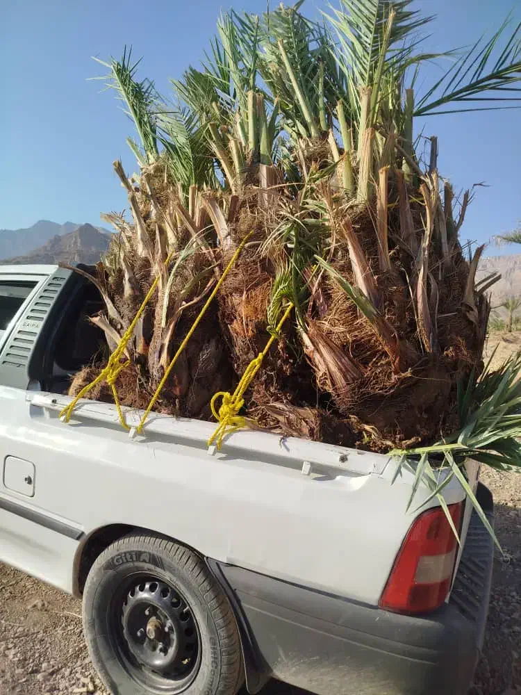 فروش انواع پاجوش نخل درجه 1قیروکارزین|خدمات باغبانی و درختکاری|قیروکارزین, |دیوار