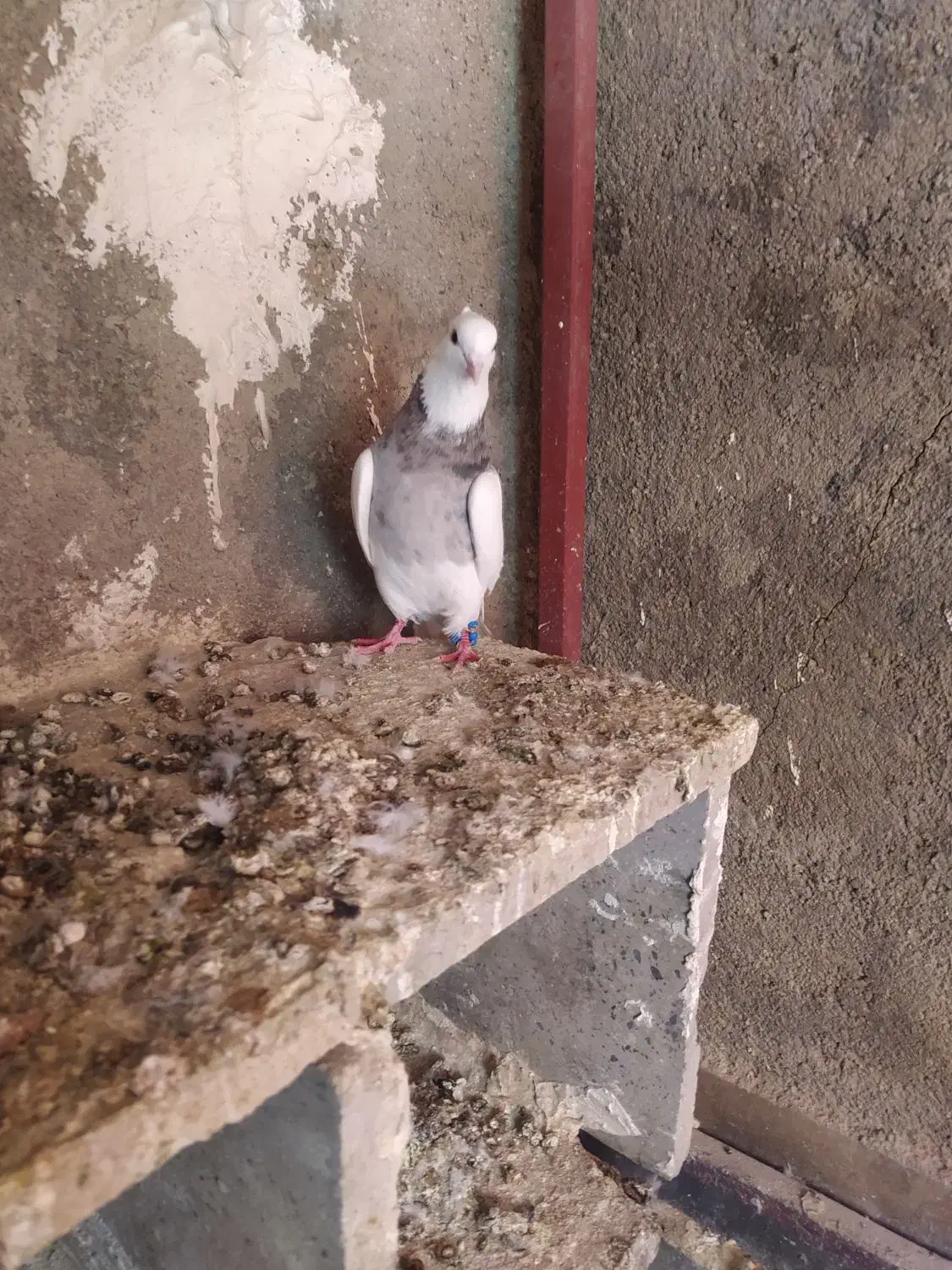 کبوتر|پرنده|بروجرد, |دیوار