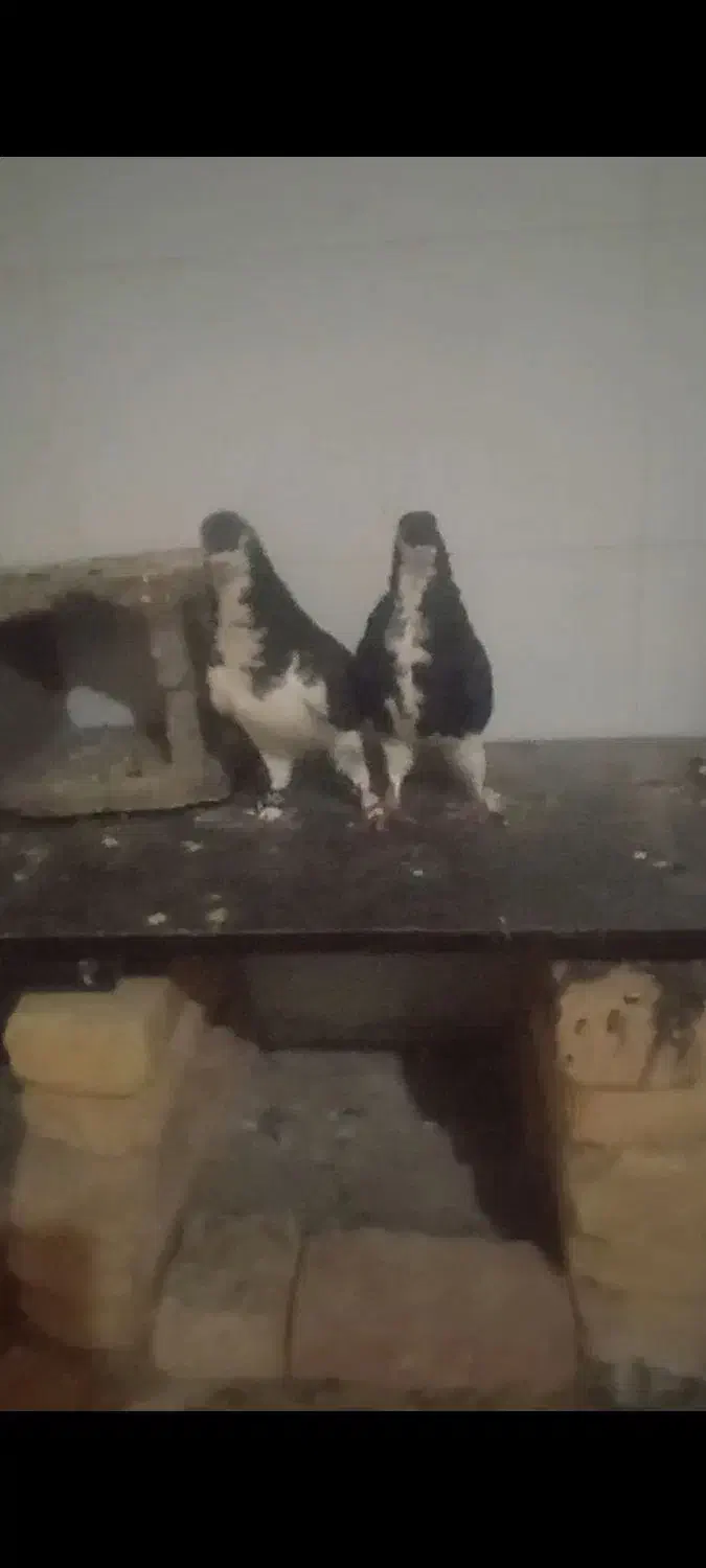 کبوتر|پرنده|فسا, |دیوار