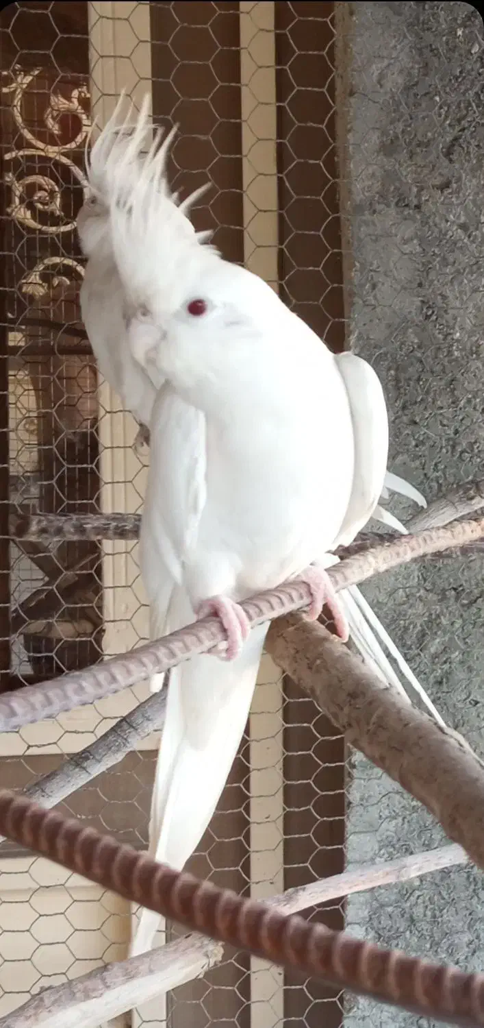 جفت آلبینو مولد|پرنده|ارد, |دیوار