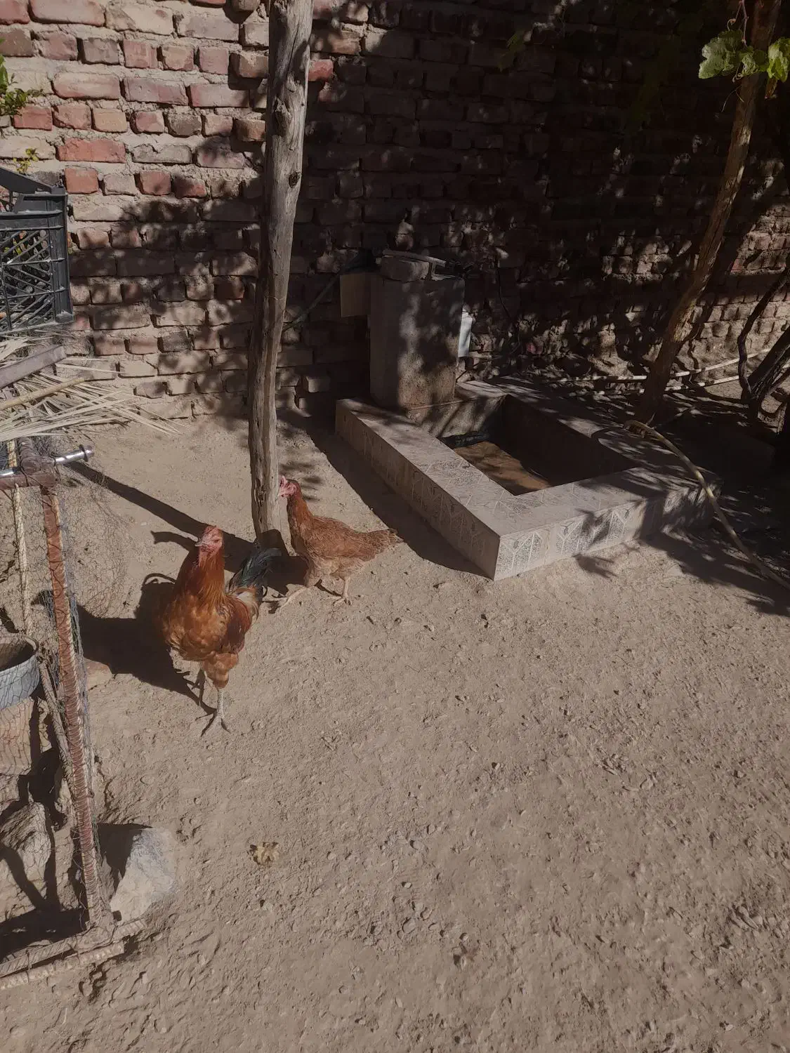 مرغ|حیوانات مزرعه|خاش, |دیوار