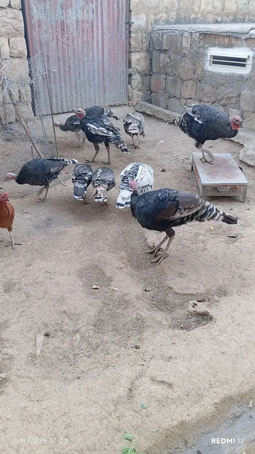 بوقلمون|حیوانات مزرعه|چگنی, |دیوار