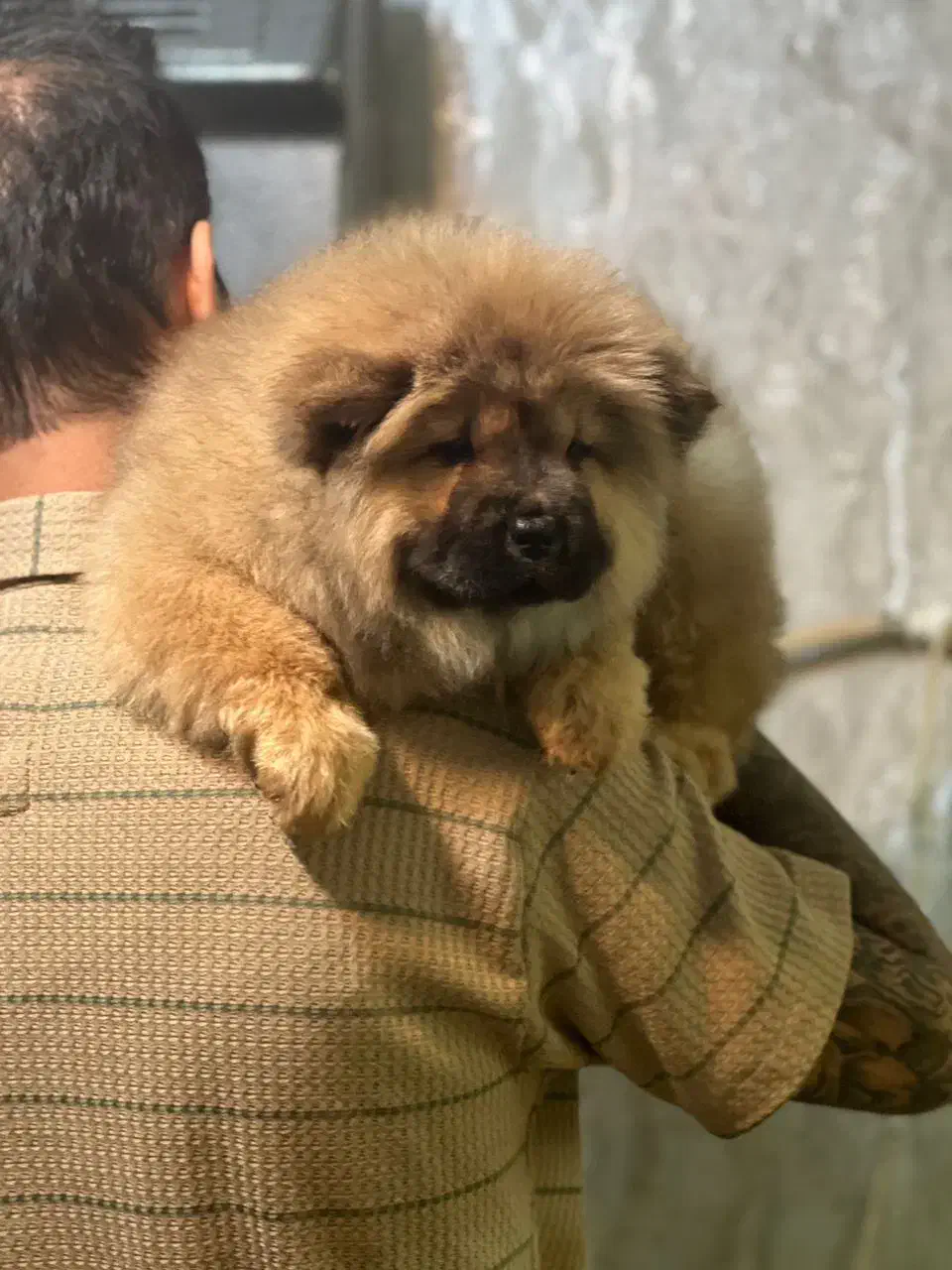 چاوچاو|سگ|تهران, اختیاریه|دیوار