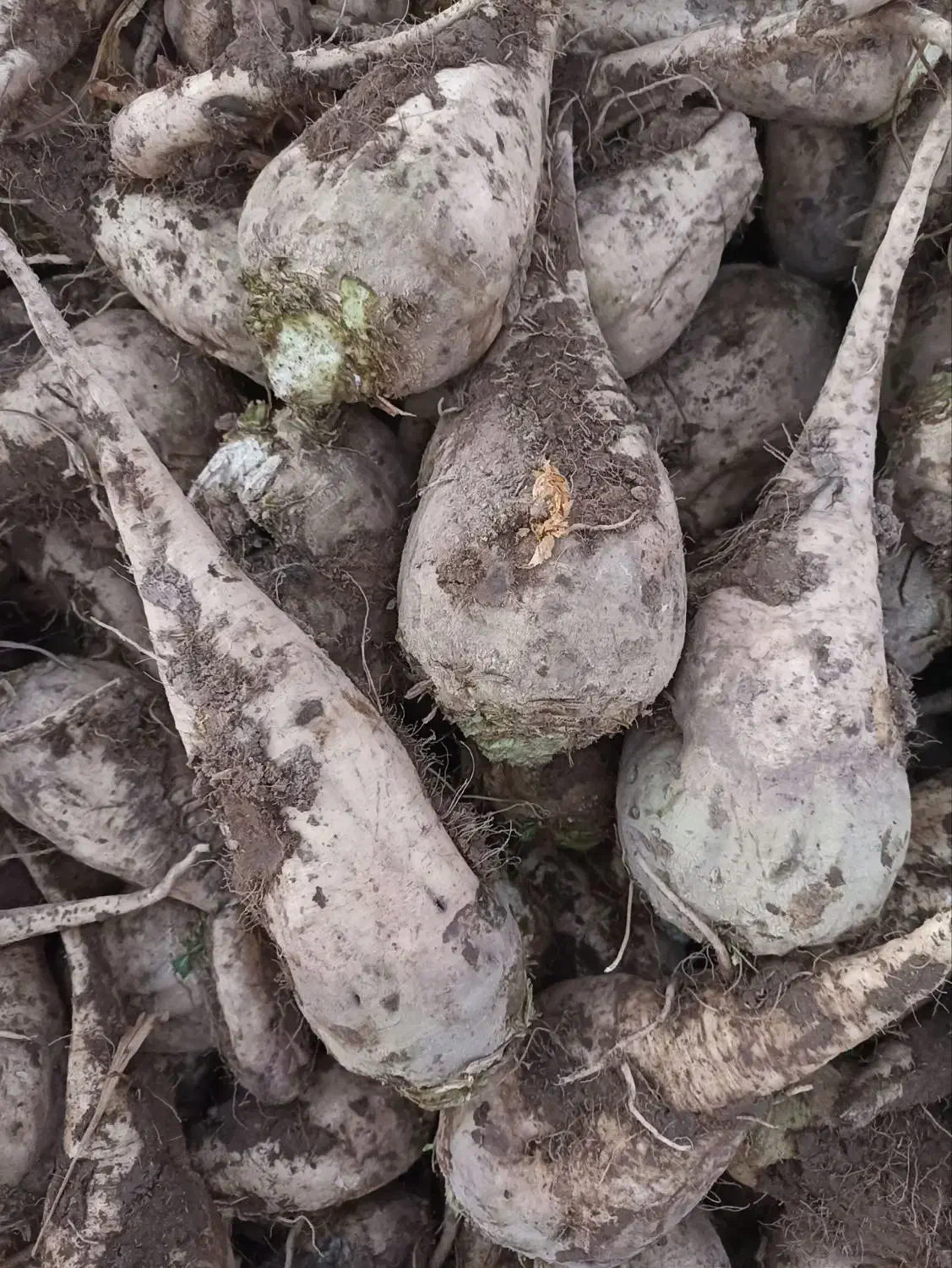 چغندر فروشی|خدمات باغبانی و درختکاری|خوشاب, |دیوار