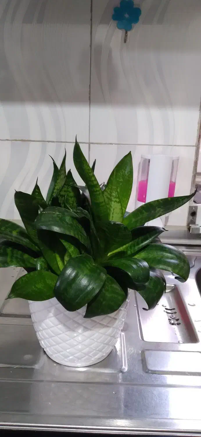 تعدادی گل به فروش میرسد|گل و گیاه طبیعی|محمدیه-قزوین, |دیوار