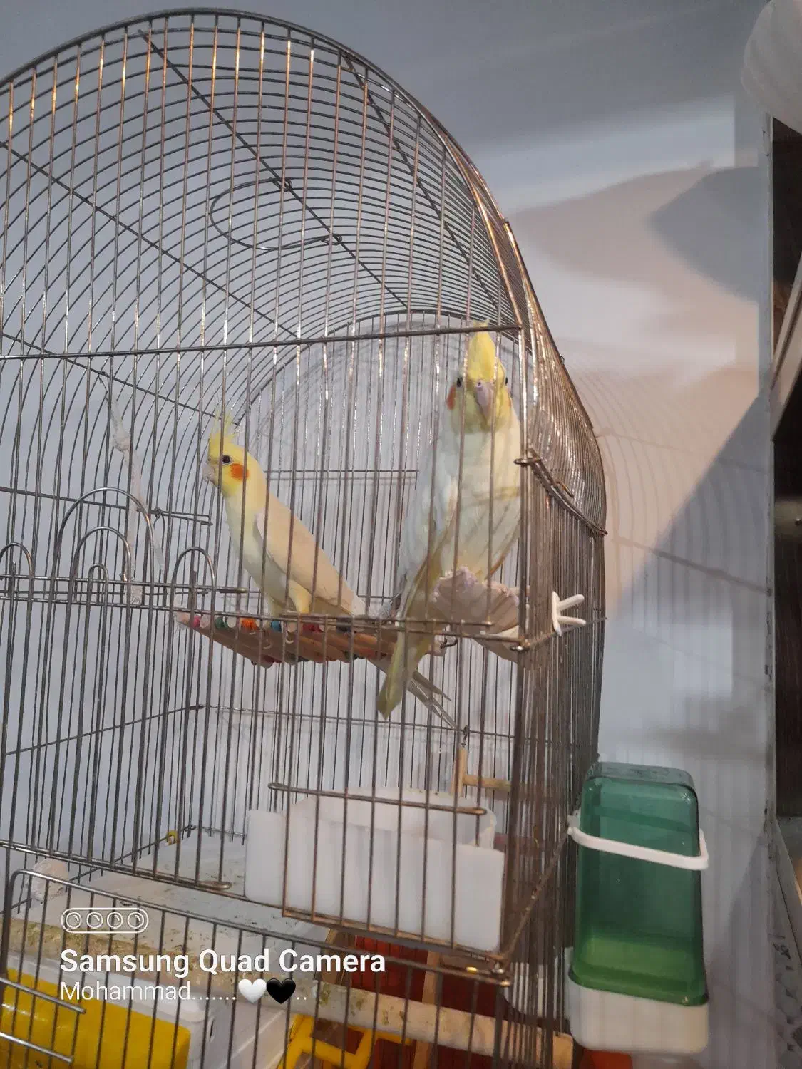 عروس هلندی مولد|پرنده|شیراز, کوشک میدان|دیوار