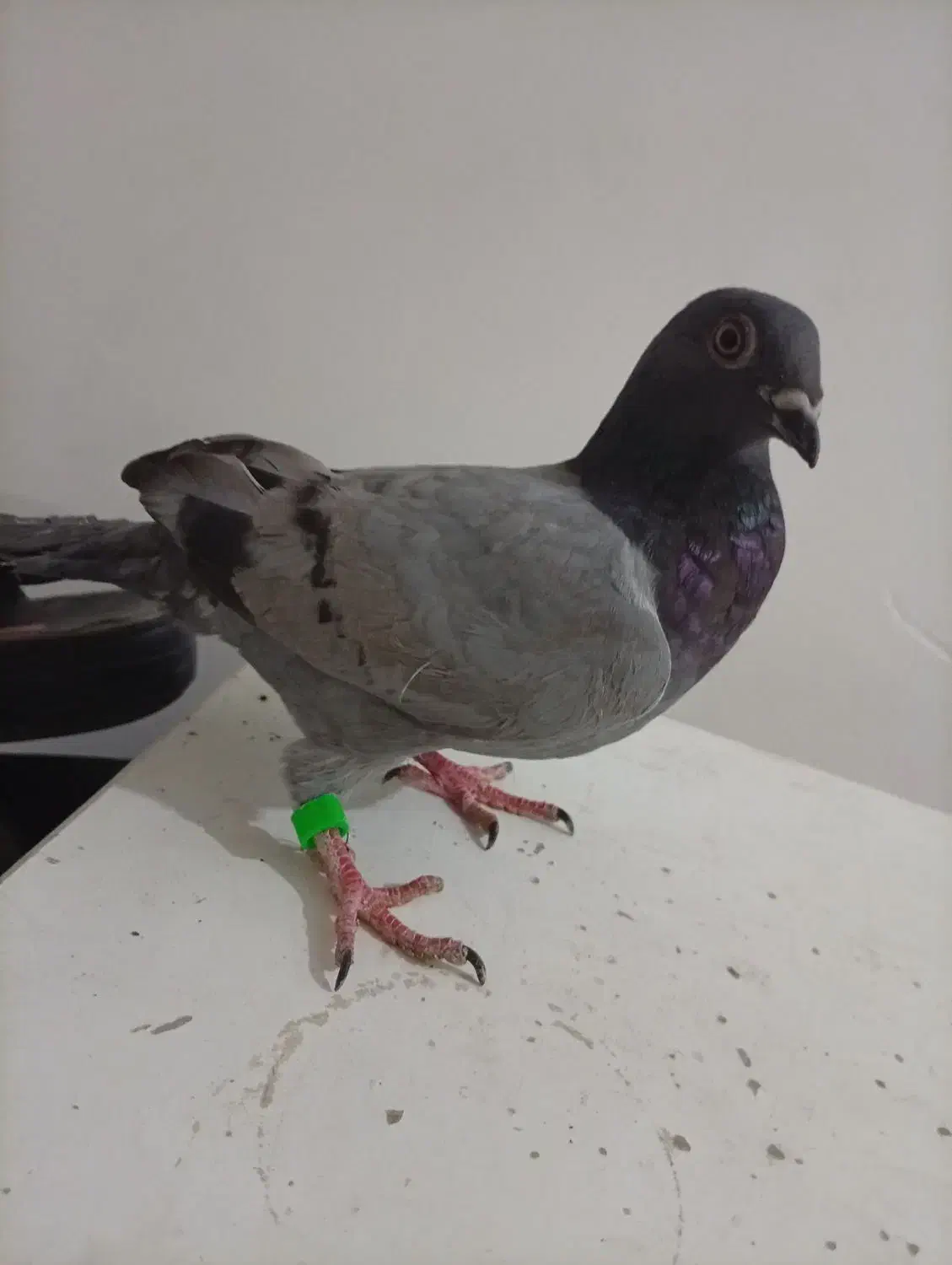 کفتر|پرنده|بیرجند, |دیوار