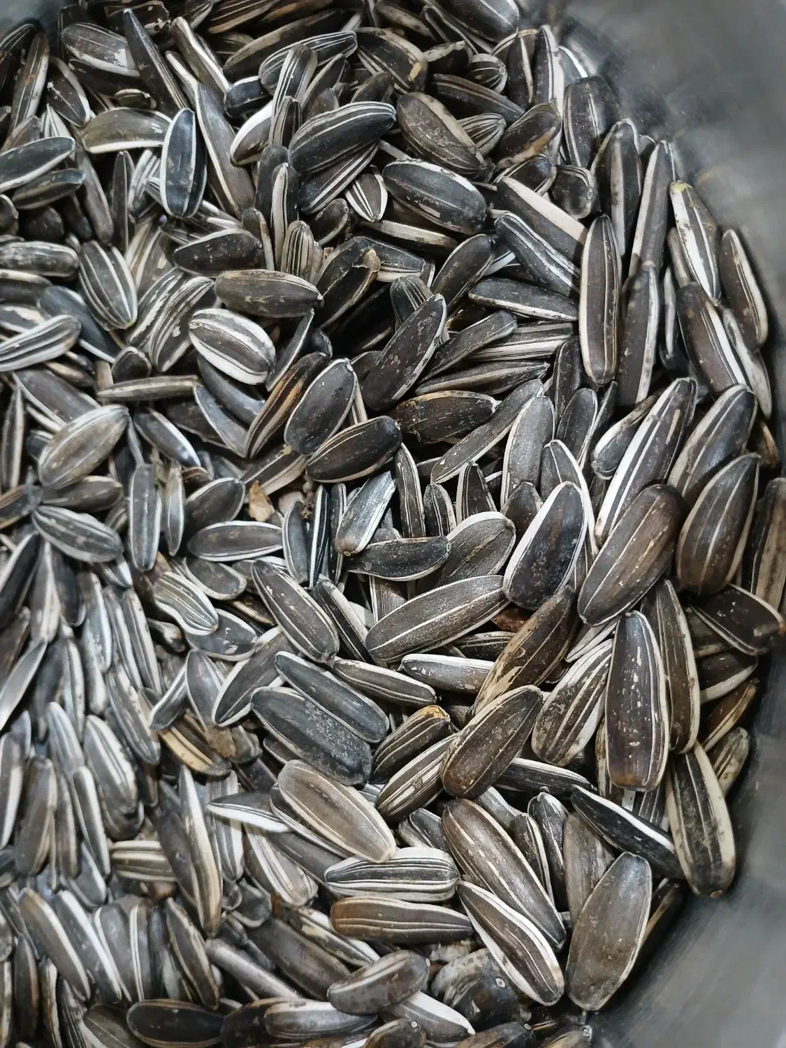 تخمه سنقری درجه یک|عمده‌فروشی|بیلوار, |دیوار