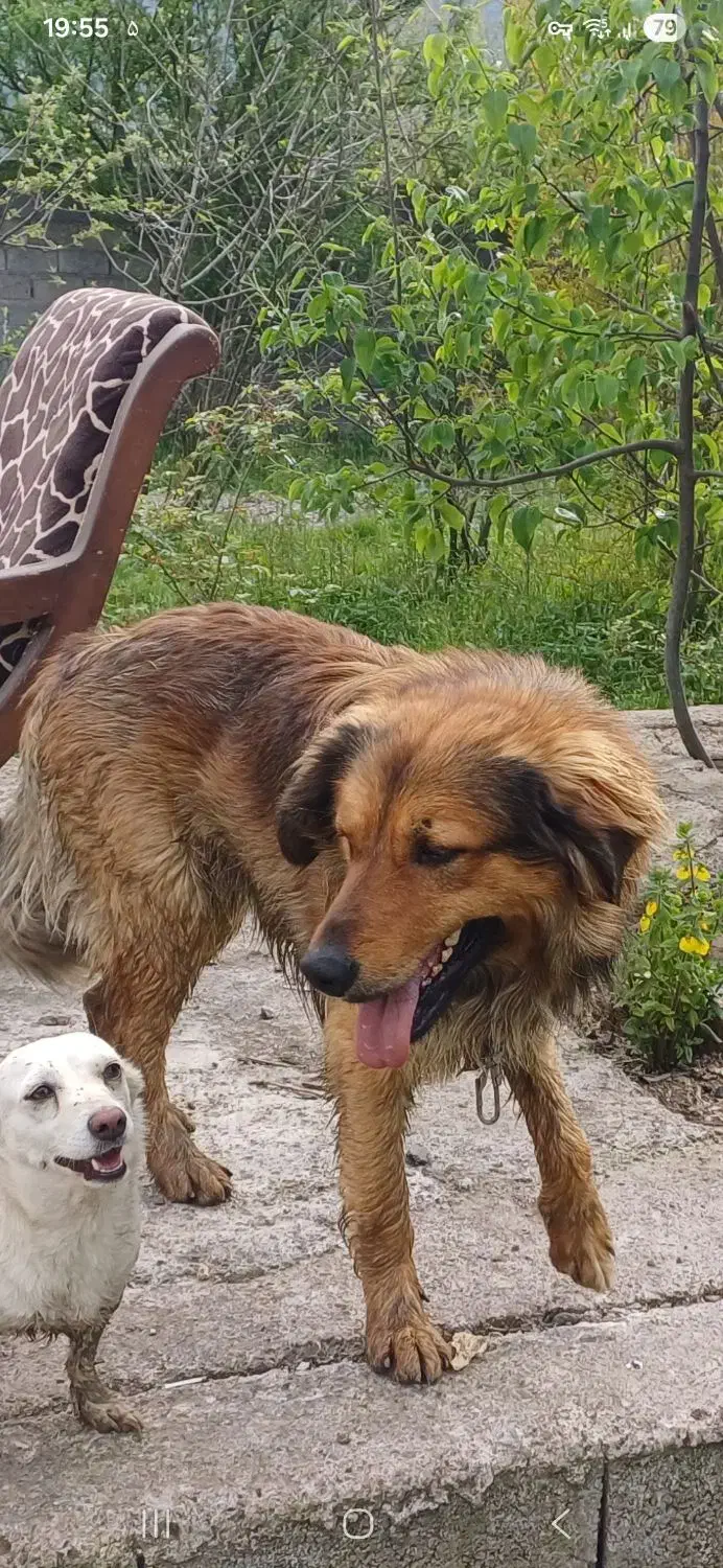 واگذاری سگ نگهبان|سگ|لاهیجان, لیالستان|دیوار