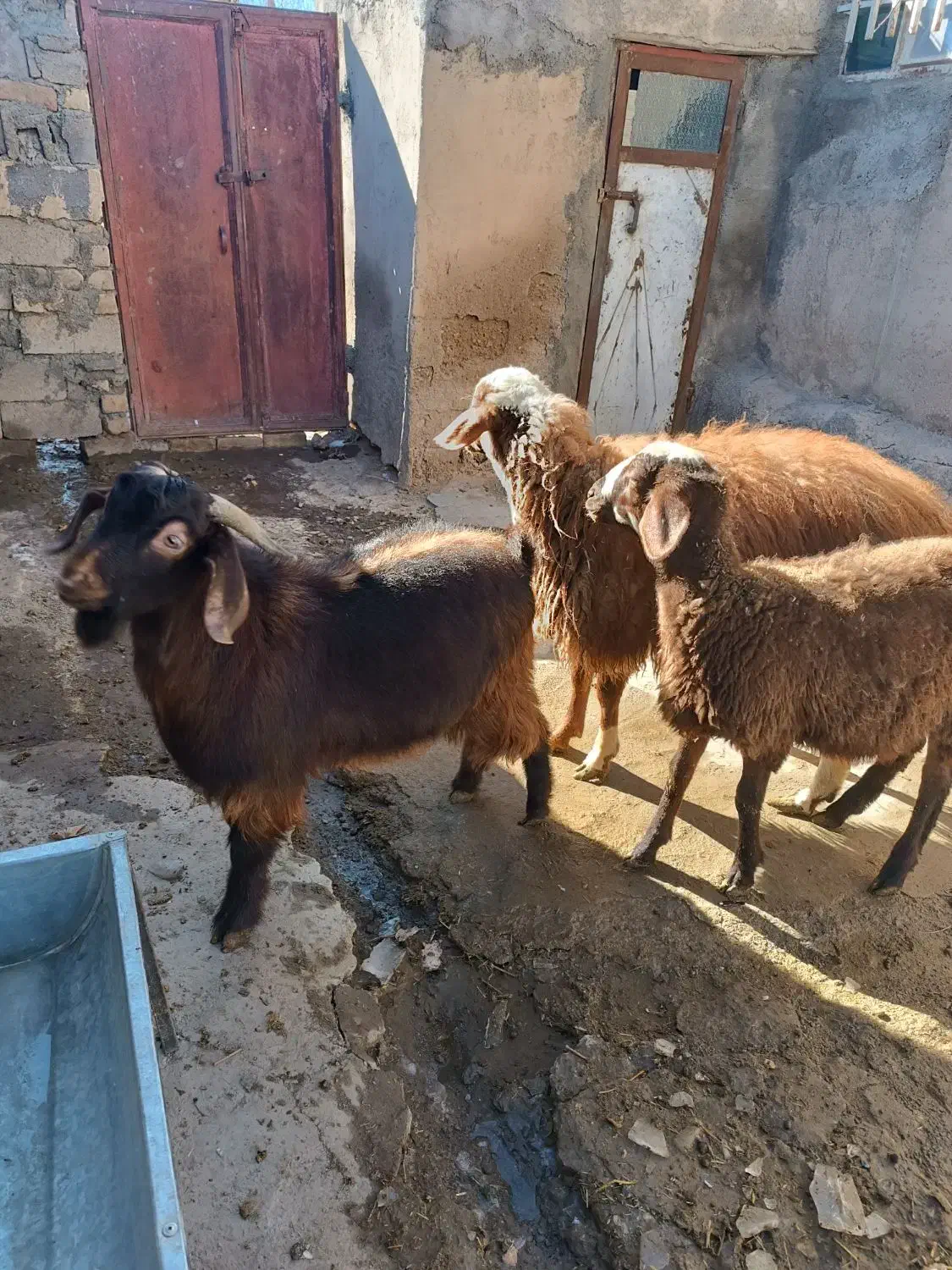 گوساله|حیوانات مزرعه|قروه, |دیوار