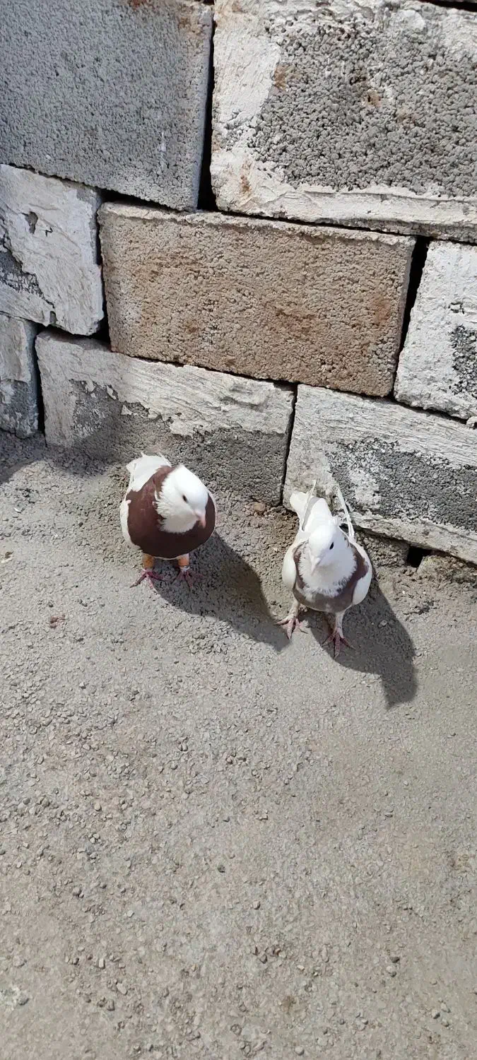 کفتر طوقی|پرنده|شیراز, شهرک فرهنگیان|دیوار