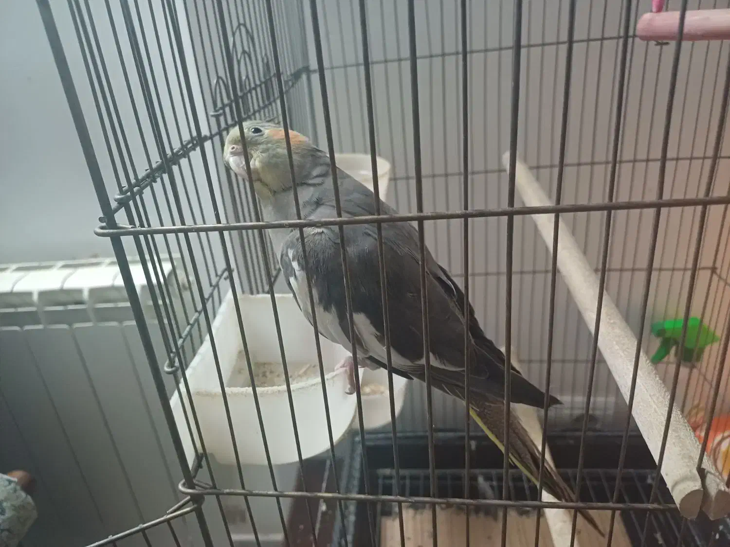 عروس هلندی ماده مست|پرنده|تهران, زاهد گیلانی|دیوار