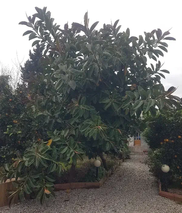 فیکوس الاستیکا|گل و گیاه طبیعی|محمودآباد, |دیوار