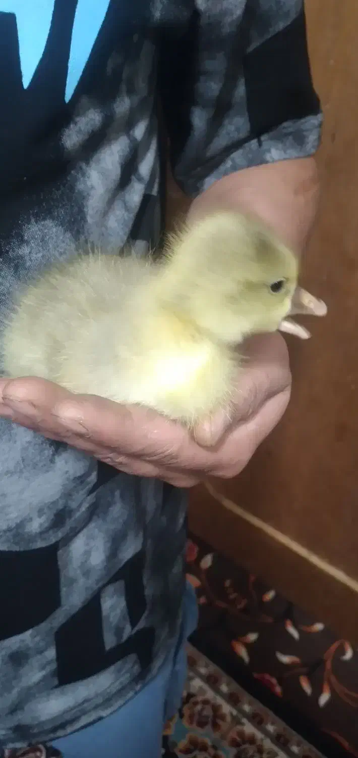 مرغ|حیوانات مزرعه|خرمشهر, |دیوار