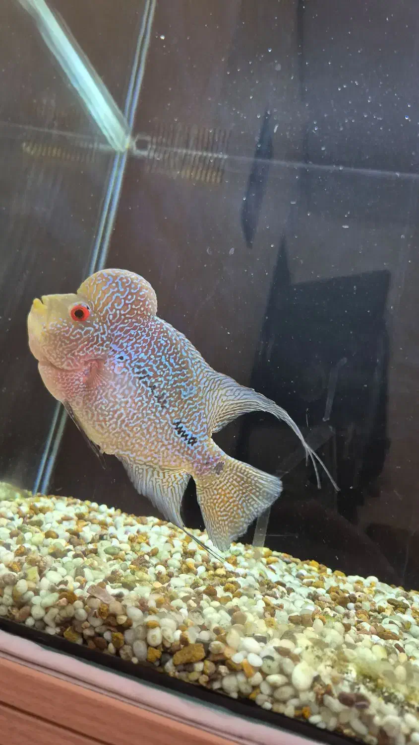 ماهی فلاور هورن ماگما بالغ|ماهی|خرم‌آباد, |دیوار