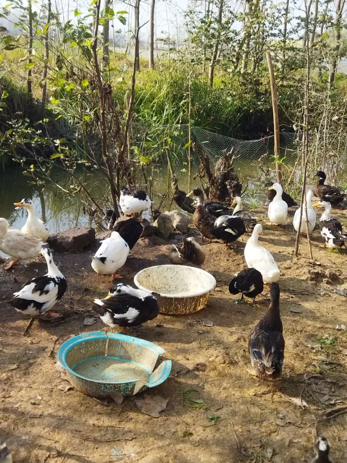 فروش تعدادی از اردک های گوشتی|حیوانات مزرعه|لنگرود, |دیوار