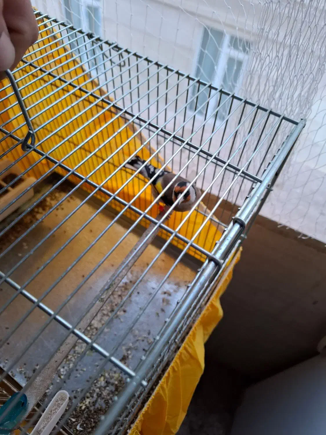 سهره جوجه سال نقاب قفل|پرنده|فردیس, قریشی|دیوار