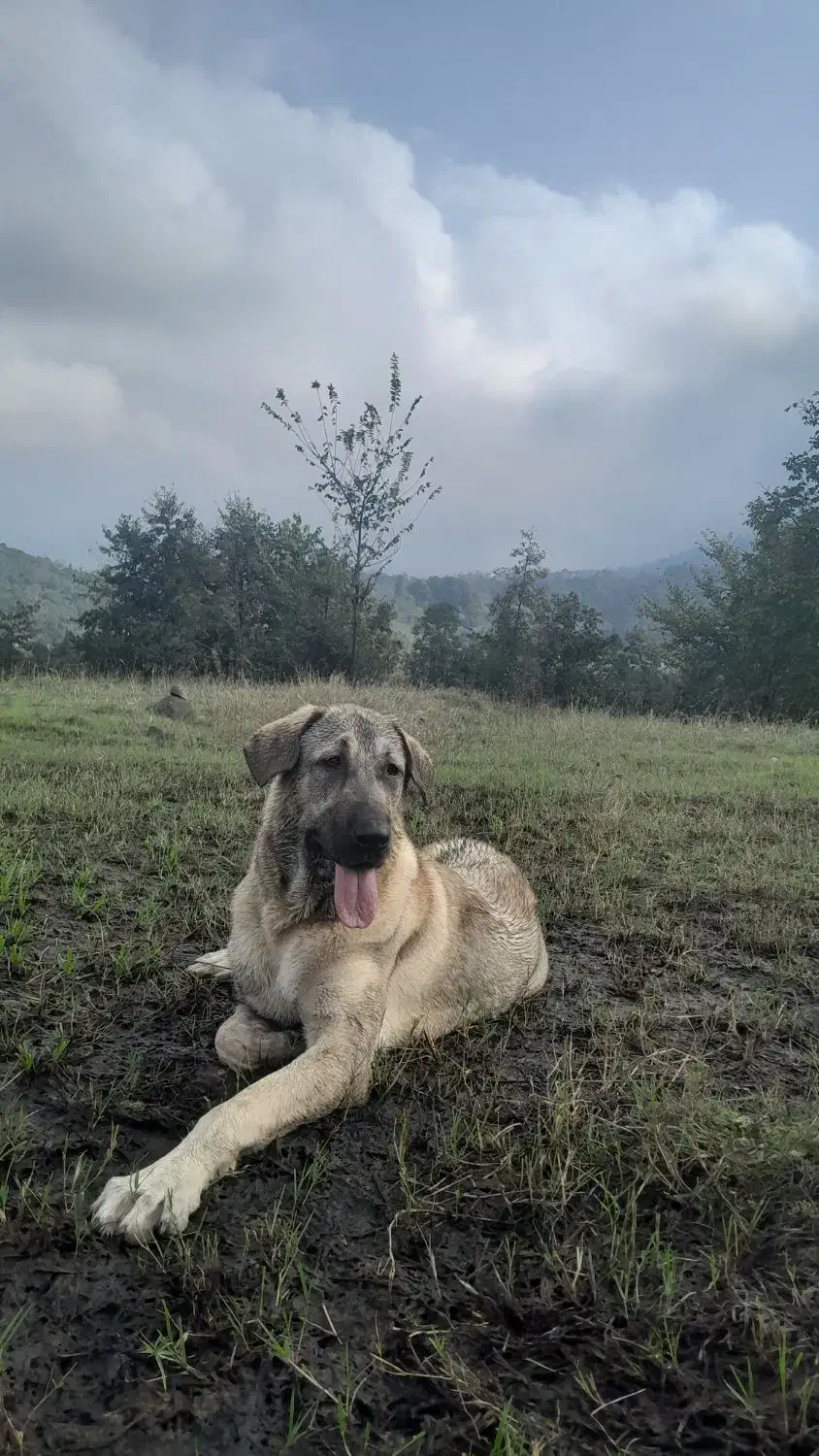 واگذاری ماده پژدر کردی عراقی اصیل|سگ|رودسر, |دیوار