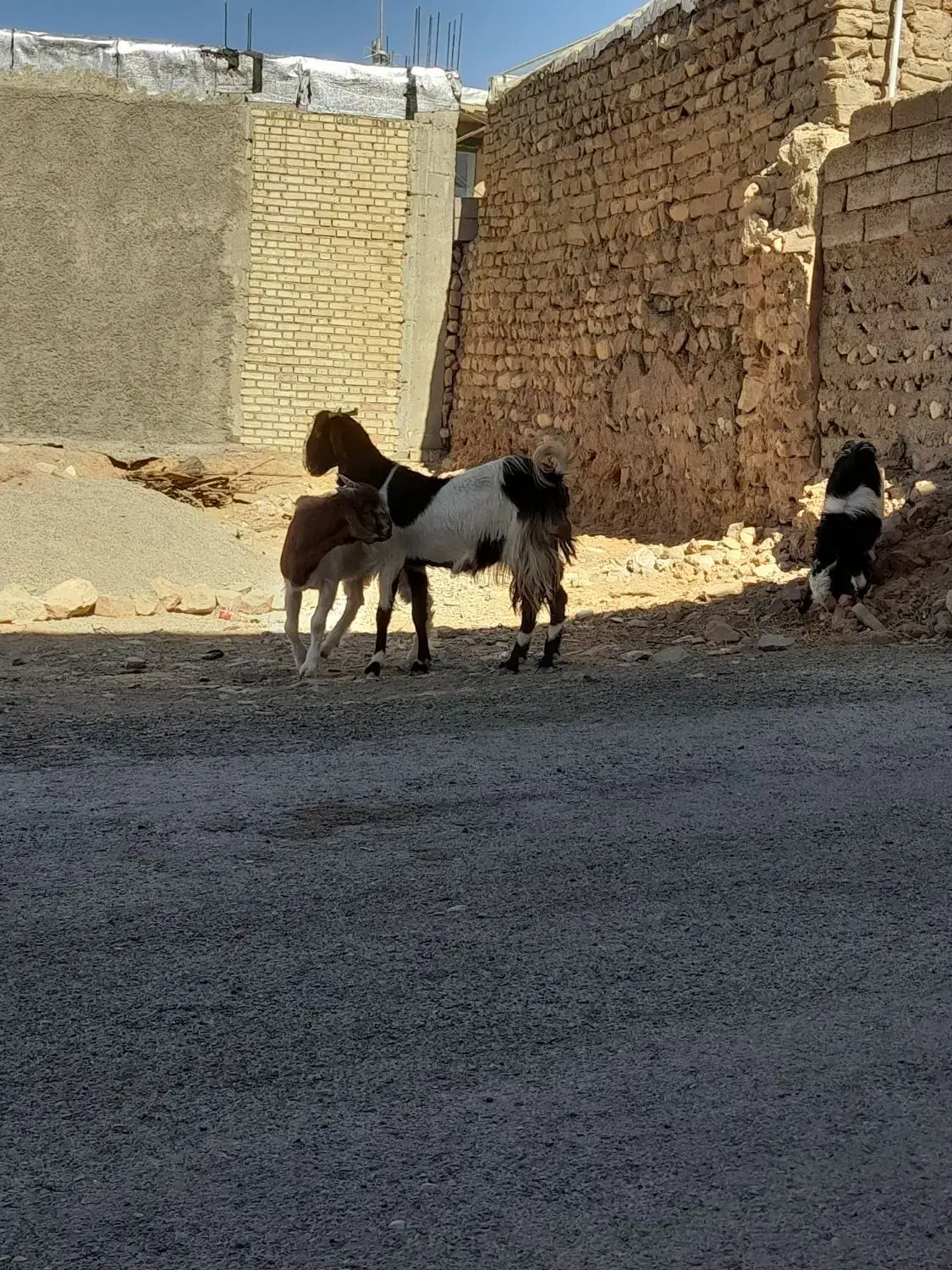 فروشی|حیوانات مزرعه|ایلام, |دیوار