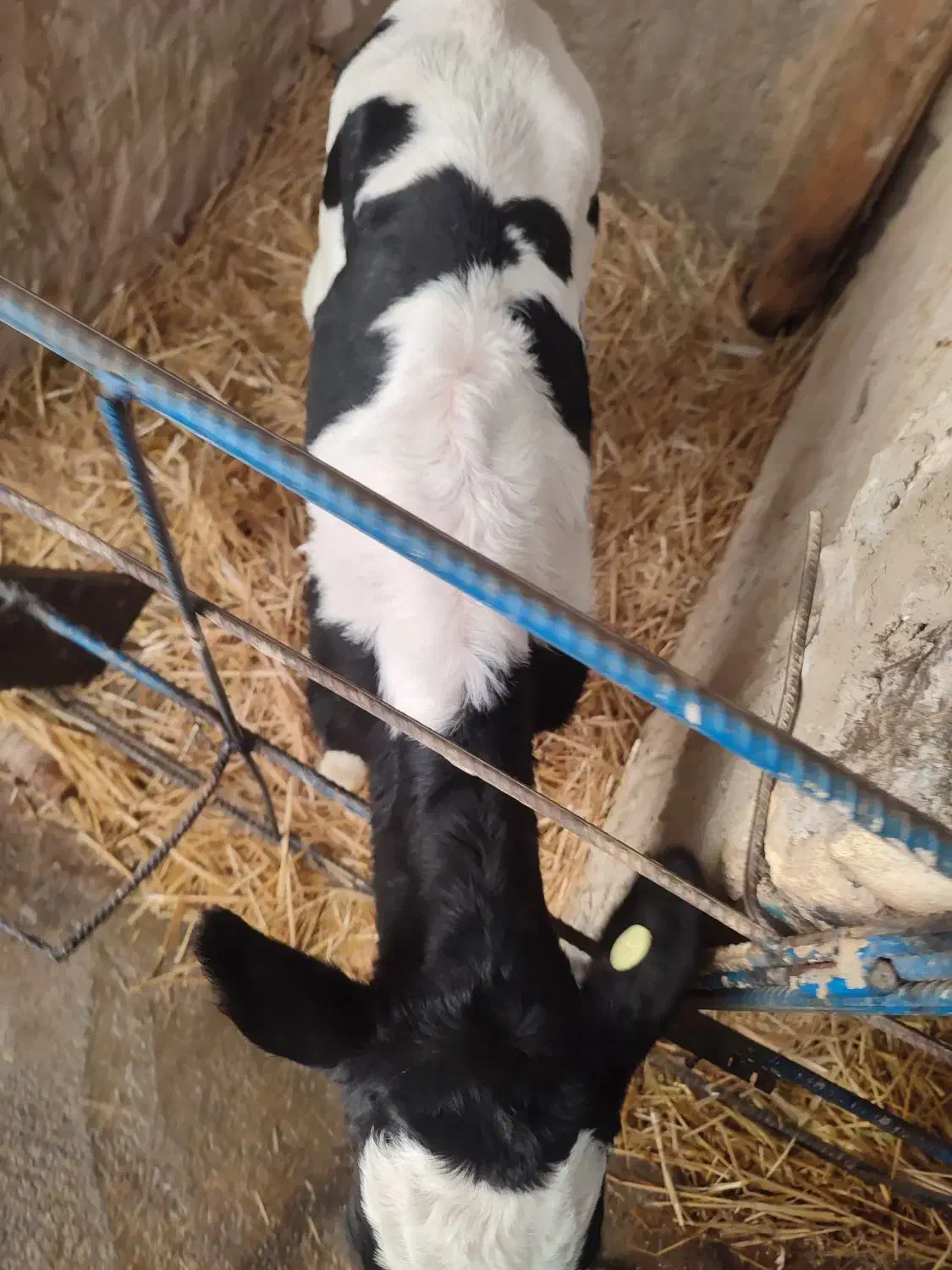 گوساله یا گاو|حیوانات مزرعه|اراک, |دیوار